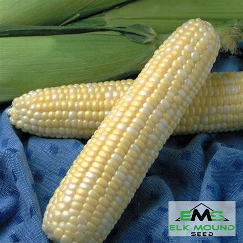 Buy Jackpot Sweet Corn Seed Online .